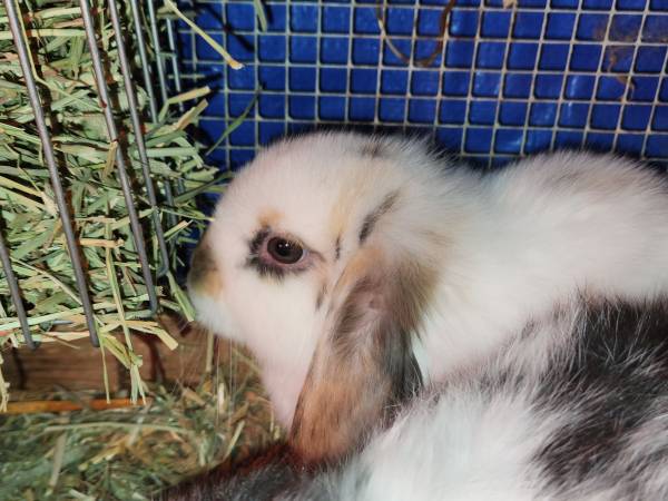 11 week old holland lop!