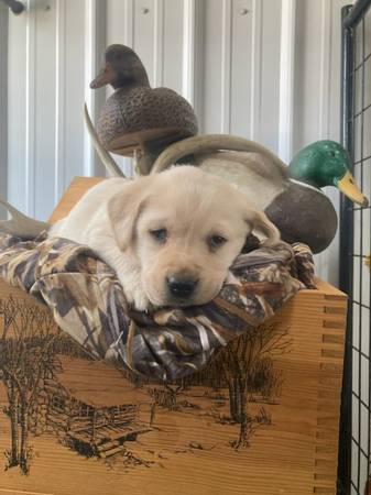 Purebred Lab Puppies