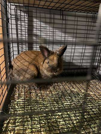 free rabbit and cage