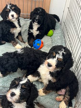 Bernedoodle puppy