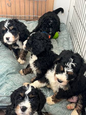 Bernedoodle puppy