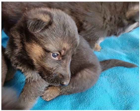 Shepherd/Mastiff Puppies for rehoming