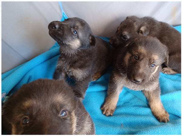 Shepherd/Mastiff Puppies for rehoming