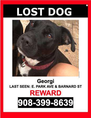 LOST DOG – BLACK & WHITE / PIT & LAB MIX / FEMALE – $$ Reward $$