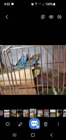 Parakeets