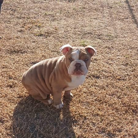 English bulldog rehoming