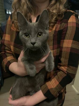 Found 6 month old gray female kitten