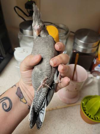 Baby Cockatiels