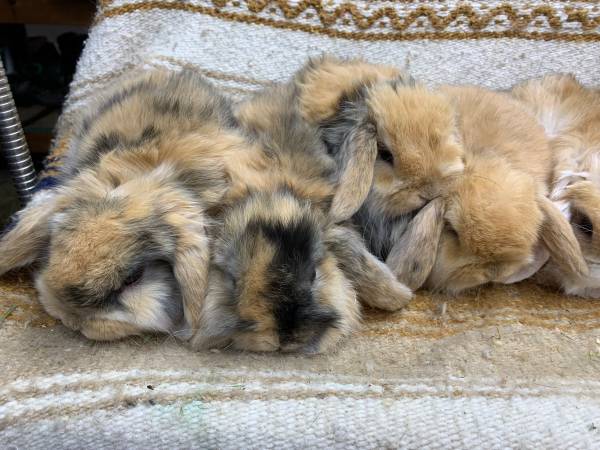 holland lop bunnies rabbits