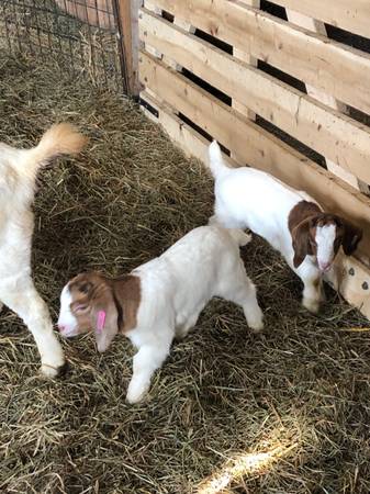 4-H Boer Goat Kids