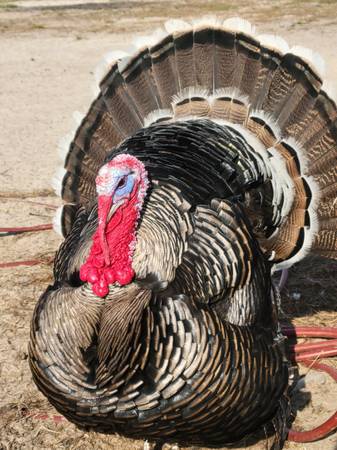 Narragansett turkeys