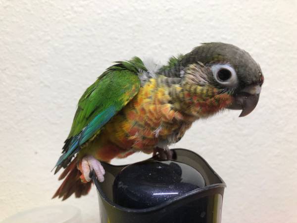 Yellow Side conure