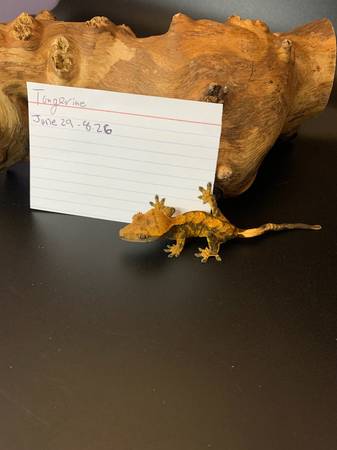 Geckos and skink needing new homes