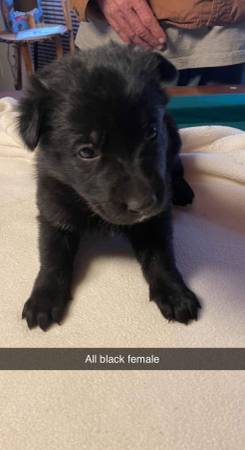 AKC Registered German Shepard Pups