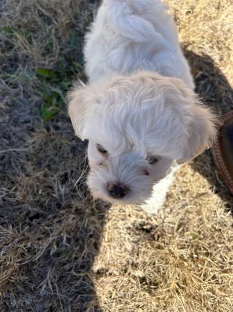 Rehoming seven week old multi poo puppy