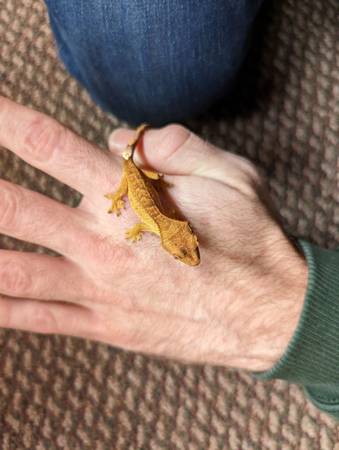 Crested Gecko Hatchlings