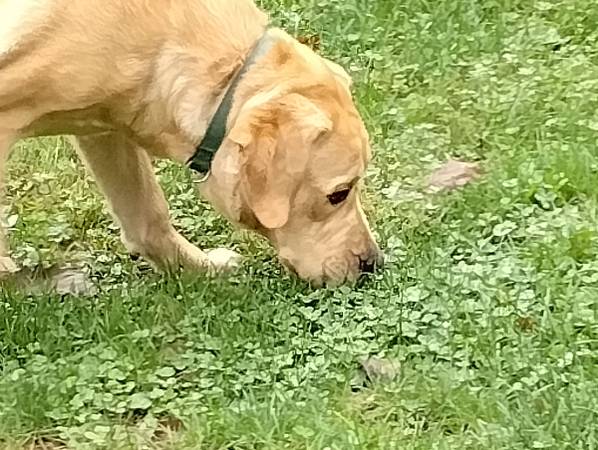 lab needing new home