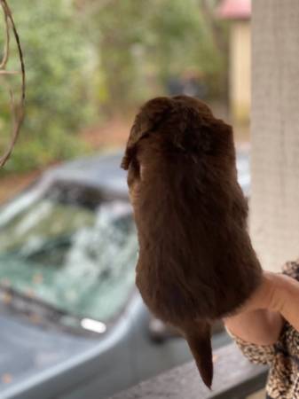 AKC Longhaired Mini Dachshund Puppies