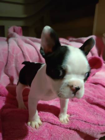 BostonTerrier puppies