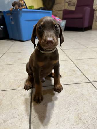 Red Doberman Puppies