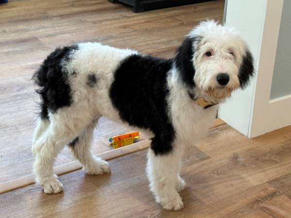 Sheepadoodle Puppy