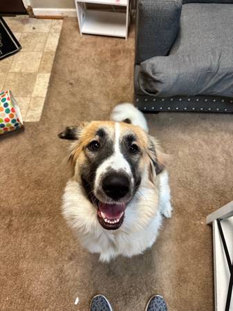 Great Pyrenees mix