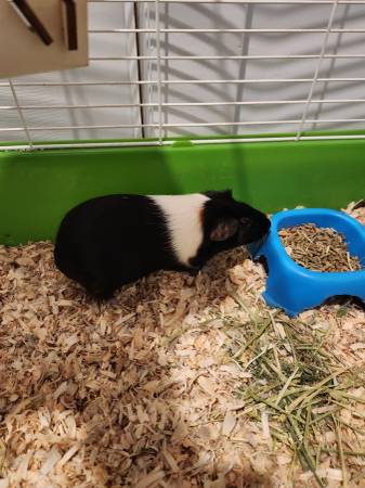 free 2 guinea pigs