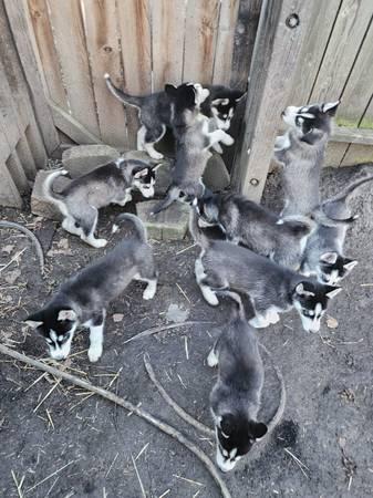 Husky/Malamute pups