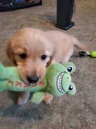 Golden Retreiver Puppy