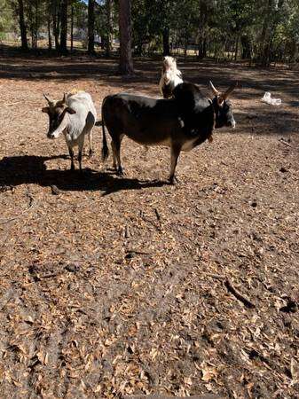 Miniature Zebu