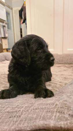 Labradoodle puppy