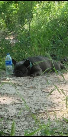 Male French Bulldog