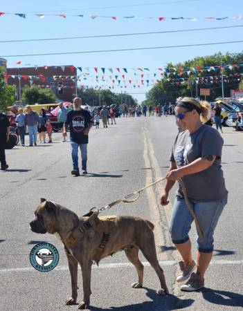 Cane Corso