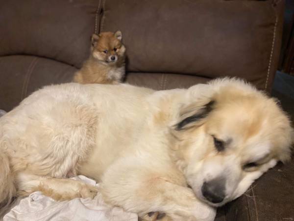 Great Pyrenees Re-Home