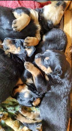 German Rottweiler Puppies