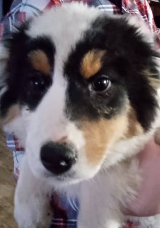 Tricolor Male Australian shepherd puppy male