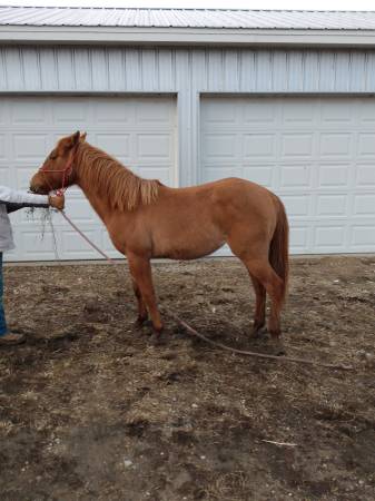 20 month old filly