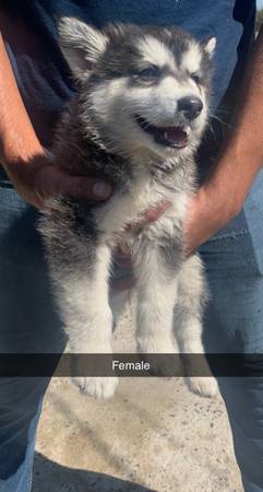 Siberian husky puppies