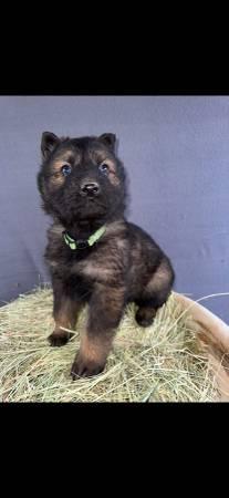 *** AKC, German, shepherds***