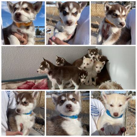 Rehoming Husky Puppies