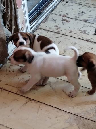 American bulldog puppies available now!