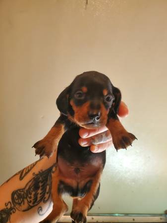 Black and tan dachshund male