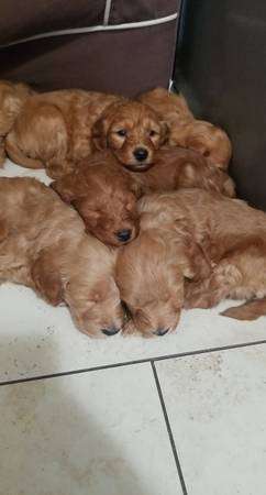 Mini Goldendoodles