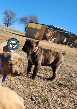 Cane Corso