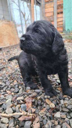 Labradoodle puppy