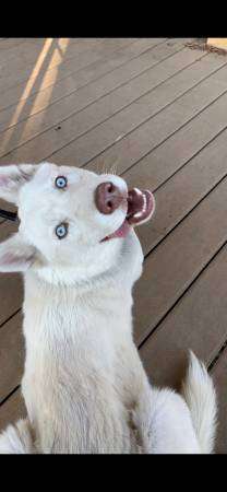 White husky female