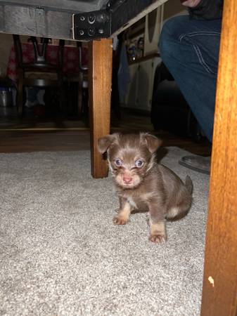 Shih-Tzu mix