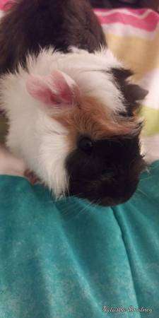 Guinea pigs free