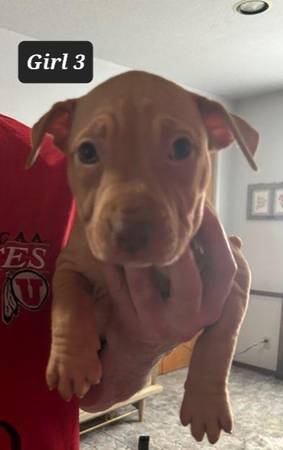 American rednosdPitt bull puppies