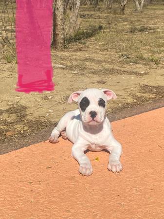 Pitbull x Bully pups